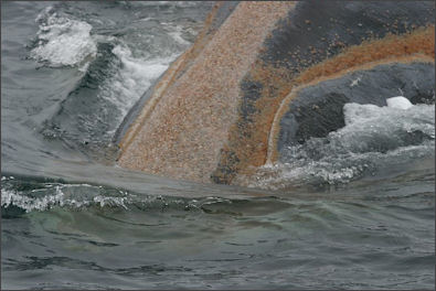 20120522-right whaleOrange_whale_lice_right_whale.jpg